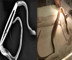 python who gulped tongs