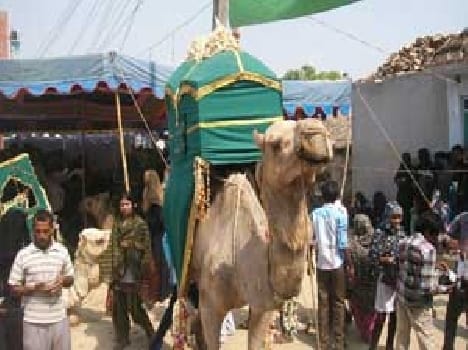 Juluse Akidtmnd flocked to Amari, of Ziarat