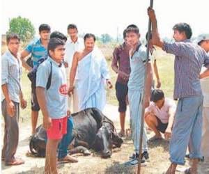 cruelty of Cow smugglers, hammered nails into cows