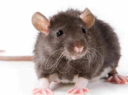fake makeup products contains human urine and rat's droppings