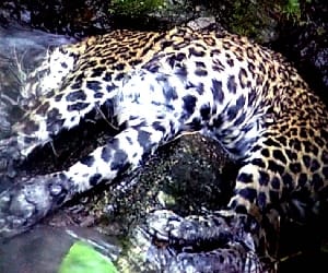 leopard killed two sister in chamoli.