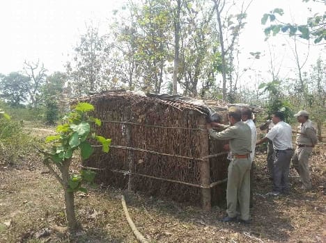 Woods captured eight hundred Bigha