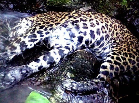 Leopard on child Jpta