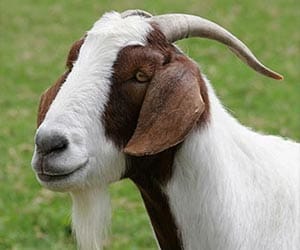 goat milk on high rate in dehradun.