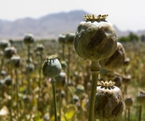 illegal opium farming in uttarakhand.