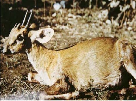 Was destroyed Chausinga The world of deer