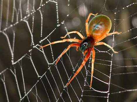 Auspicious Sign Of Spider - Amar Ujala Hindi News Live