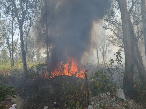 600 hectares of forest fire