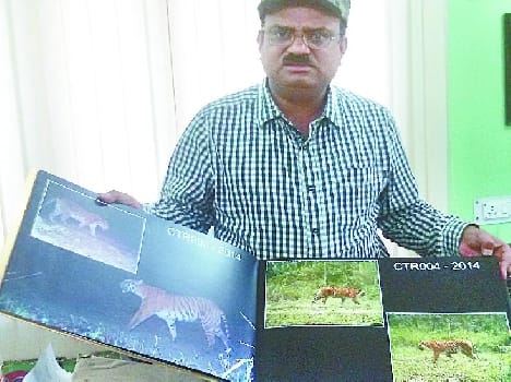 Now would be a year of tigers in Corbett Park calculations
