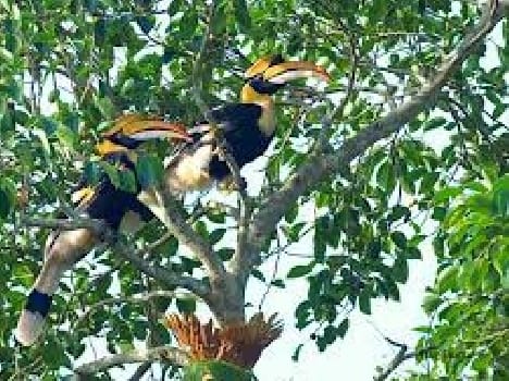 The family is an example of loyalty Hornbill