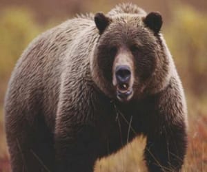 bear attack on lady, died.