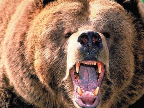 bears threat in blank tunnel in ramban