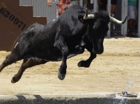 bull death in himachal.