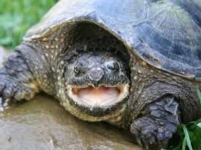 turtle to reach lucknow by flight world turtle day