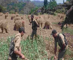 poppy crop destroyed by police
