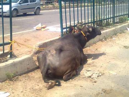 now buffaloes stolen of bjp mla