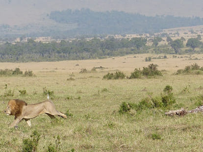 Lions to take birth in Etawah lion safari.