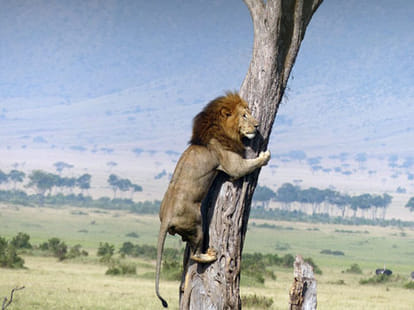 Two infant sudden death in Itava lion safari.