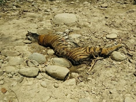 Tigress's death