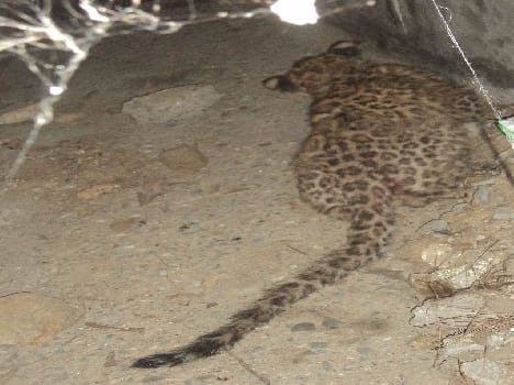 In broad daylight near Karbala threatening panther