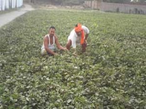 Pulses cultivating crop losses Dig break Mnug farmer in the village Riyapur 