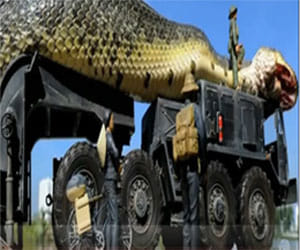 longest snake ever seen?