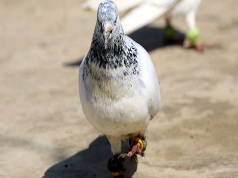 pakistan sending spy pigeon