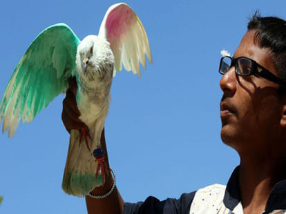 pakistan sending spy pigeon
