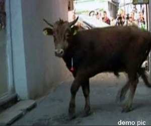 Stray Bull Attack.