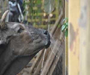 cattle died by eating toxic weed.