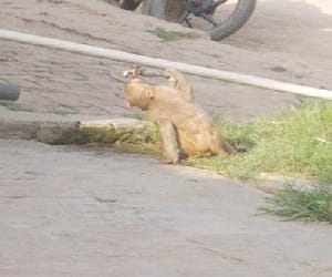 Teacher was attacked by monkeys, seriously