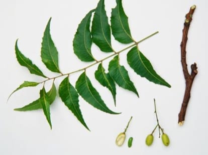 Top 5 Natural Antibiotics    