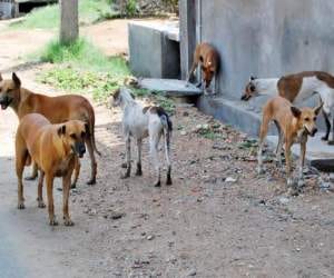 dogs killed newborn in lucknow