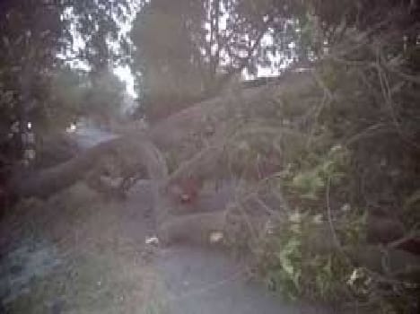 Many trees sour storm , flew Tinsed