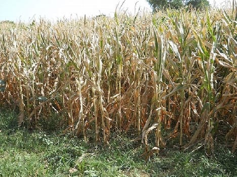 Precarious power supply, irrigation crisis deepens