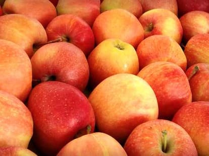 bumper crop of apples in kashmir