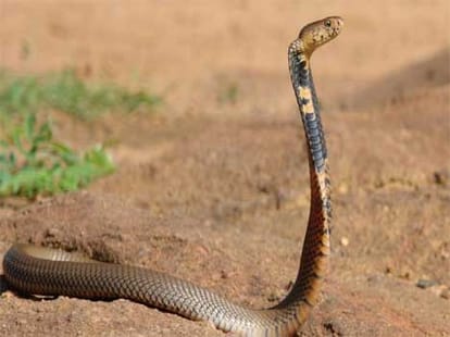 snake killed boy for revenge
