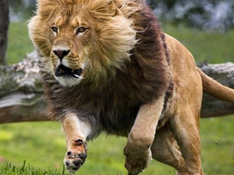lion killed a woman in safari park