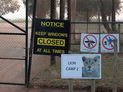 lion killed a woman in safari park