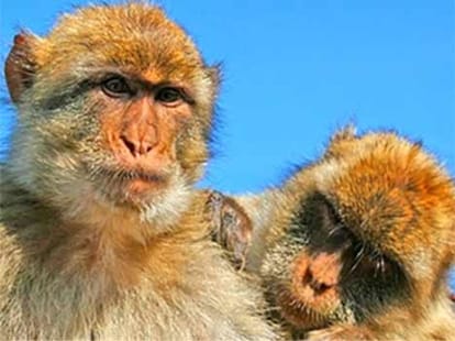 omg, women file sex attack case against monkey