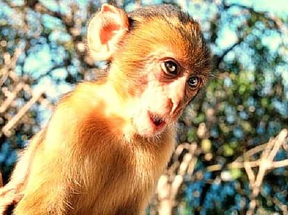 uttarakhand three department control on up monkey.