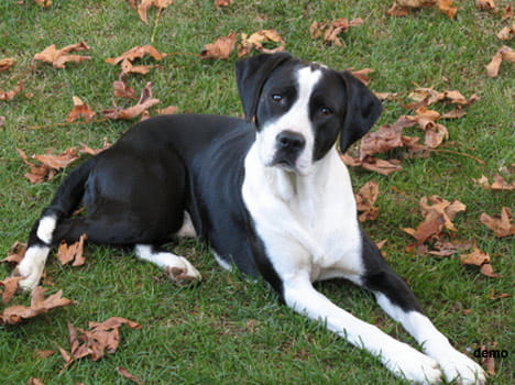 woman offers her house for searching her dog