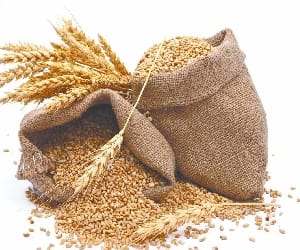 distribution of worst wheat in nainital.