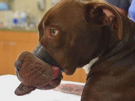 dog's mouth brutally taped  