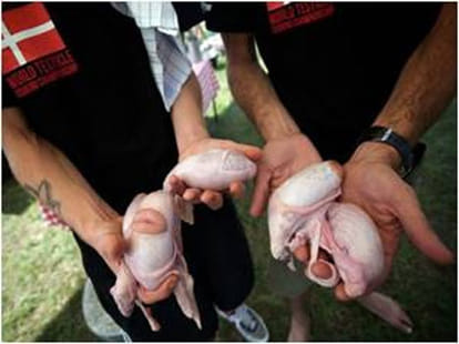 serbia's animal testicles food fest