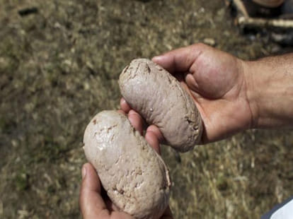 serbia's animal testicles food fest