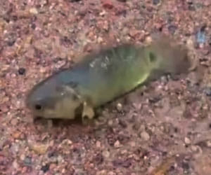 fish that can survive out of water