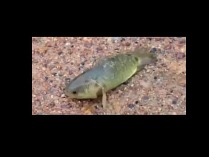 fish that can survive out of water