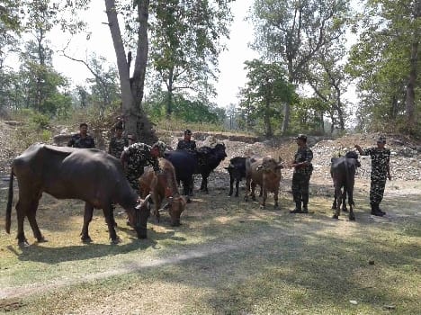 Nepal animal smuggling racket swing