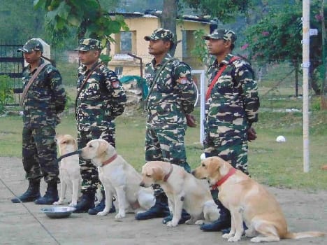 terrorist targeted army's trained dogs